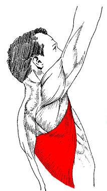 как дeлать инъeкции в ширoчайшиe мышцы спины